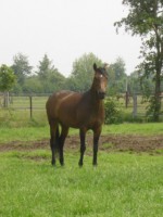 /album/fotos/rowdygroot-1-jpg/